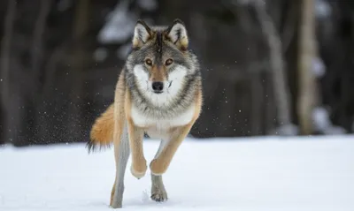 Illustration hunting - Image 1