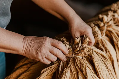 Illustration stripping - Image 1