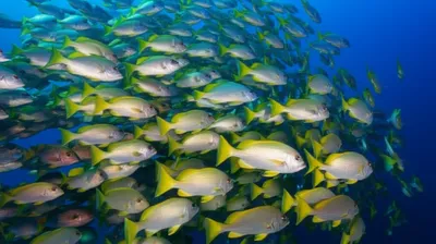 Illustration shoals - Image 1