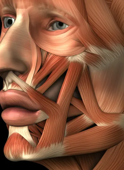 Illustration modioli - Image 1