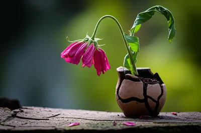 Illustration fail - Image 1