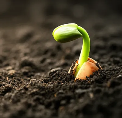 Illustration seeded - Image 1