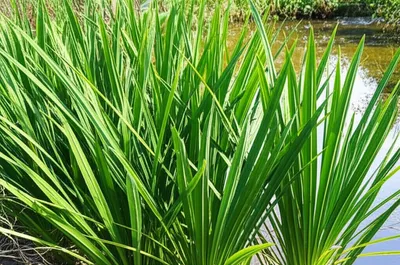 Illustration calamus - Image 1