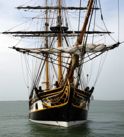 Illustration whiskers - Image 1