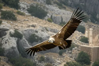 Illustration griffon - Image 1