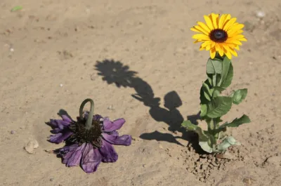 Illustration burnt - Image 1