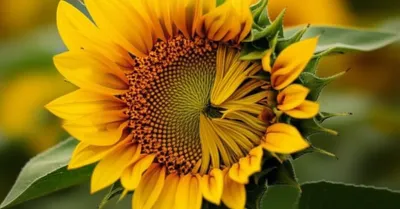 Illustration tori - Image 1