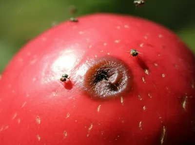 Illustration decaying - Image 1