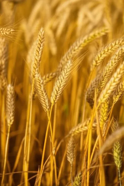 Illustration spires - Image 1