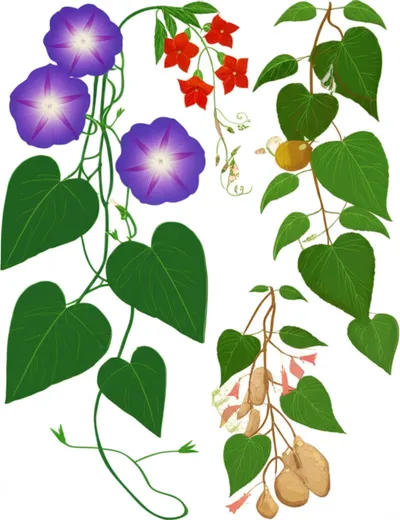 Illustration ipomoeas