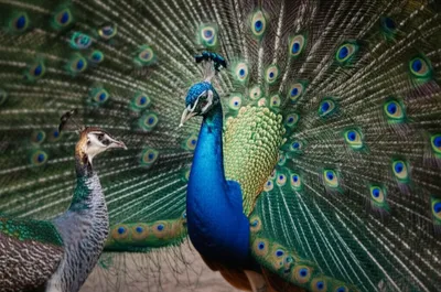 Illustration vibrate - Image 1