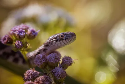 Illustration adder - Image 1