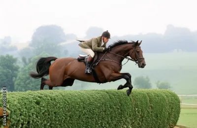 Hình ảnh minh họa hunters - Ảnh 1