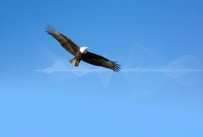 Illustration glides - Image 1