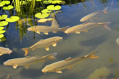 Illustration carps - Image 1