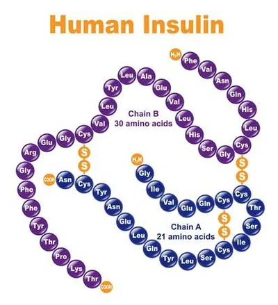Illustration insulin - Image 2