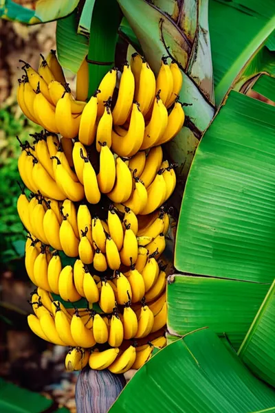 Illustration bananas - Image 1