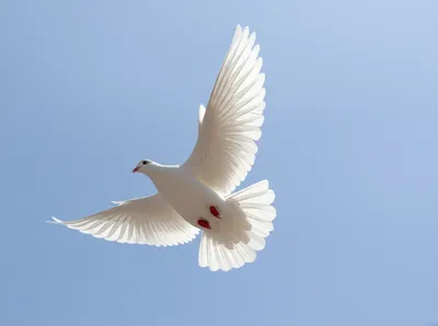 Illustration spotless - Image 1