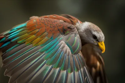 Illustration feathers