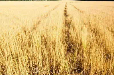 Illustration mows - Image 1