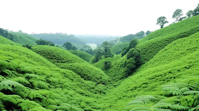 Illustration bracken - Image 1