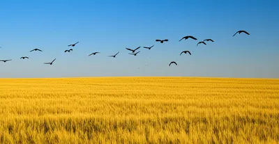 Illustration broad - Image 1