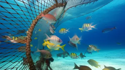 Illustration meshes - Image 1