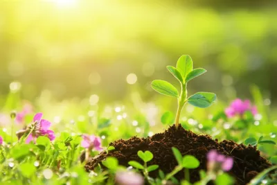 Illustration chile - Image 1