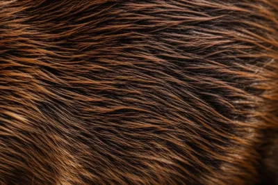 Illustration beavers - Image 1