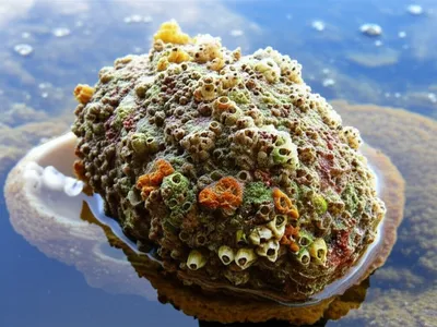 Illustration encrustation - Image 1