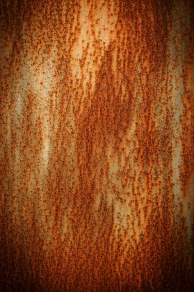 Illustration rufous - Image 2