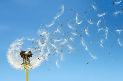 Illustration dispersing