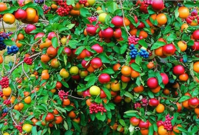 Illustration fruited - Image 1