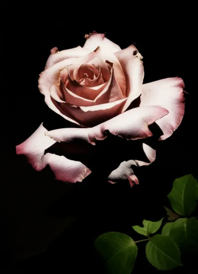 Illustration pudenda - Image 1