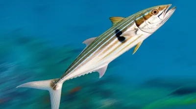 Illustration runner - Image 1