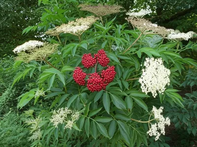 Illustration elder - Image 1