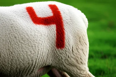 Illustration ruddle - Image 1