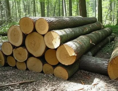 Illustration logs - Image 1