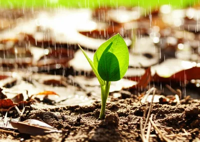 Illustration recuperate