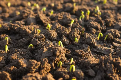 Illustration earthy - Image 1