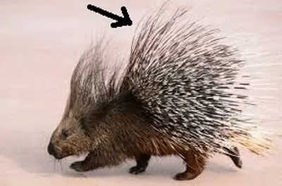 Illustration quill - Image 2