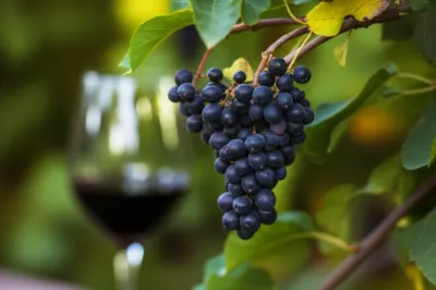 Illustration cassis - Image 1