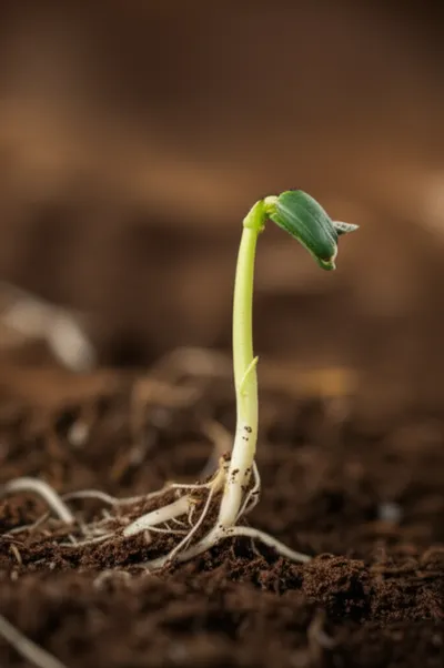 Hình ảnh minh họa wick - Ảnh 1