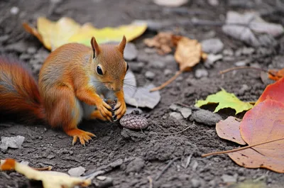 Illustration deposited - Image 1