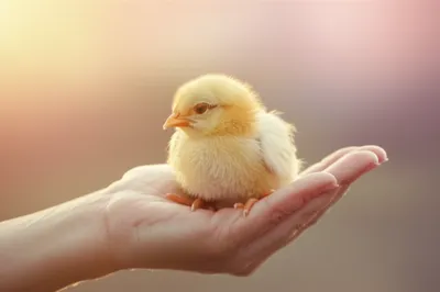 Illustration soft - Image 1