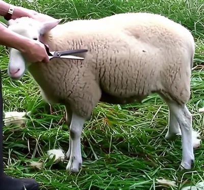 Illustration shearing - Image 1