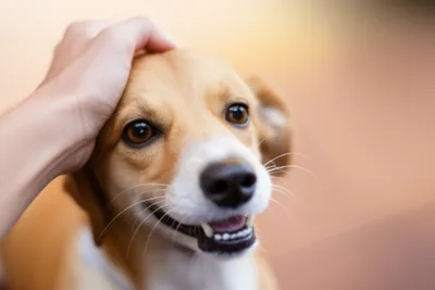 Illustration pat - Image 1