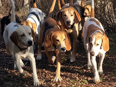 Illustration pack - Image 1