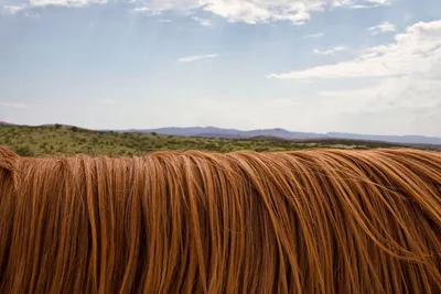 Illustration brushed - Image 2