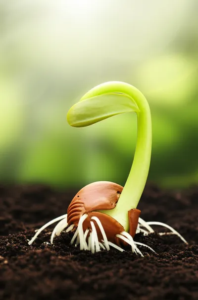 Illustration originated